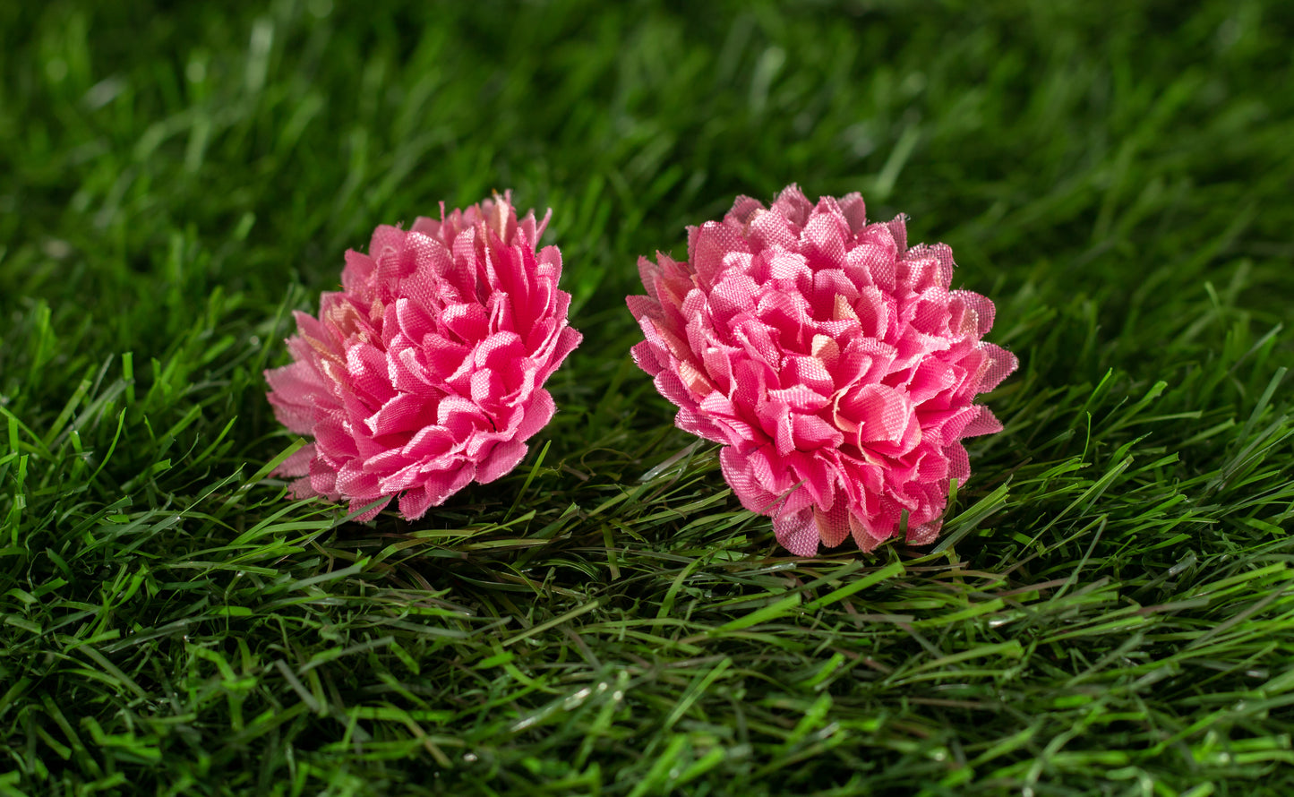 Dianthus caryophyllus