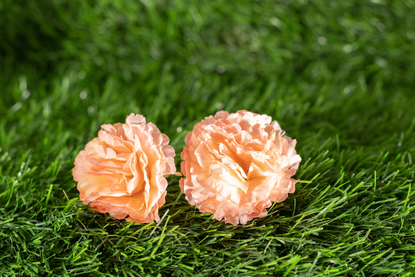 Paeonia lactiflora