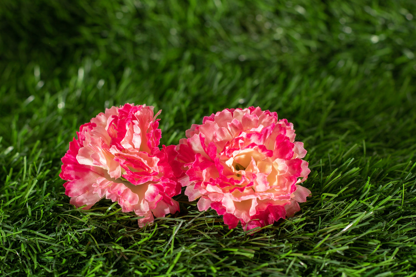 Paeonia lactiflora