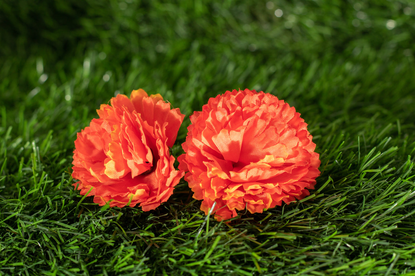Paeonia lactiflora