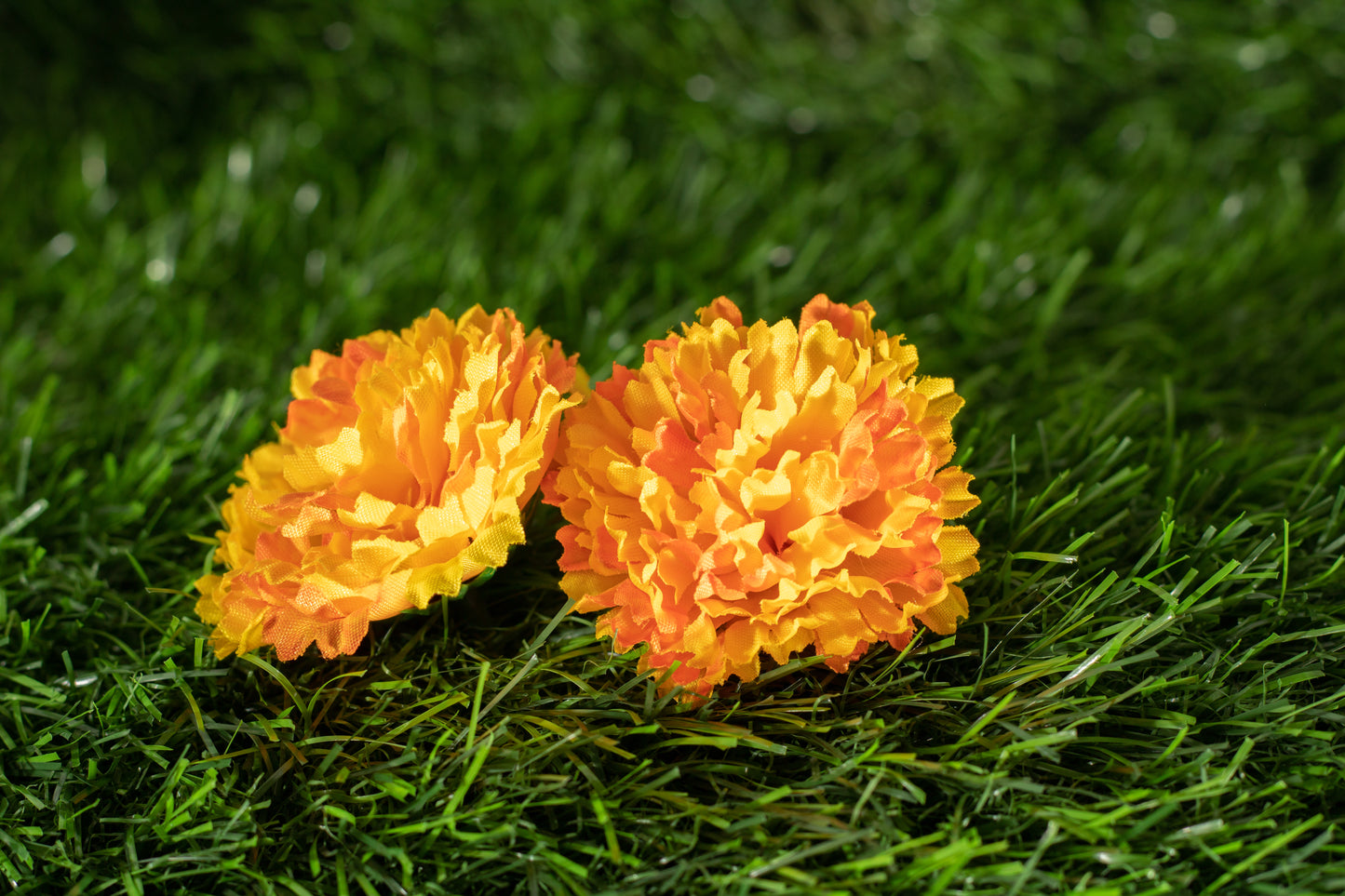 Paeonia lactiflora