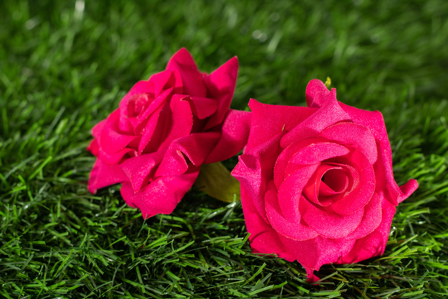 Roses