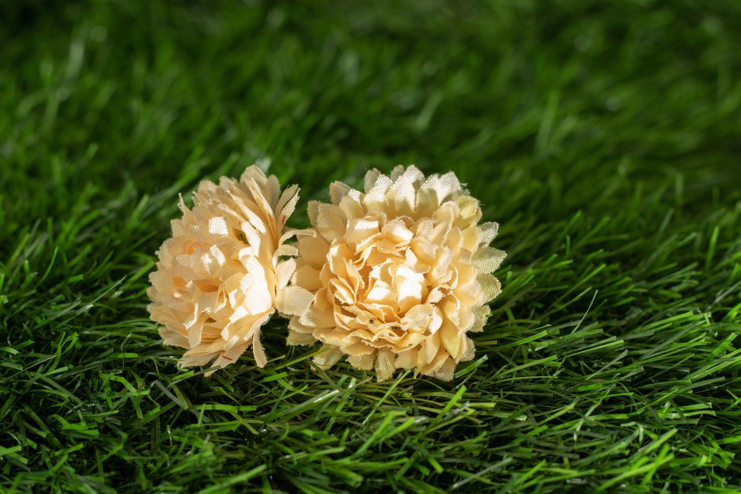 Dianthus caryophyllus