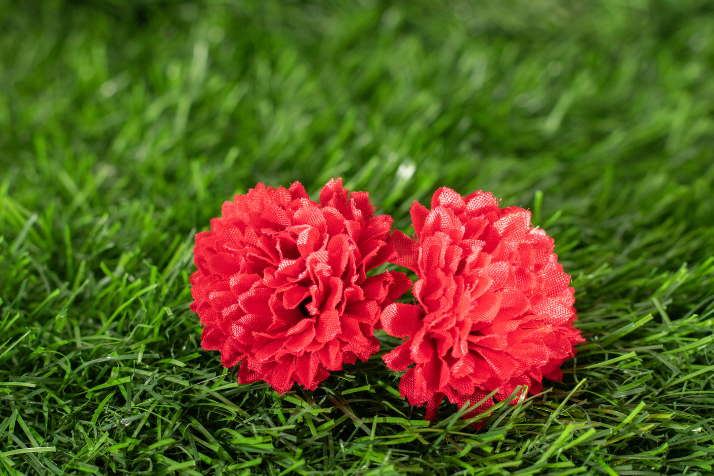 Dianthus caryophyllus