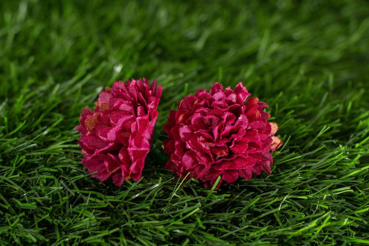 Dianthus caryophyllus
