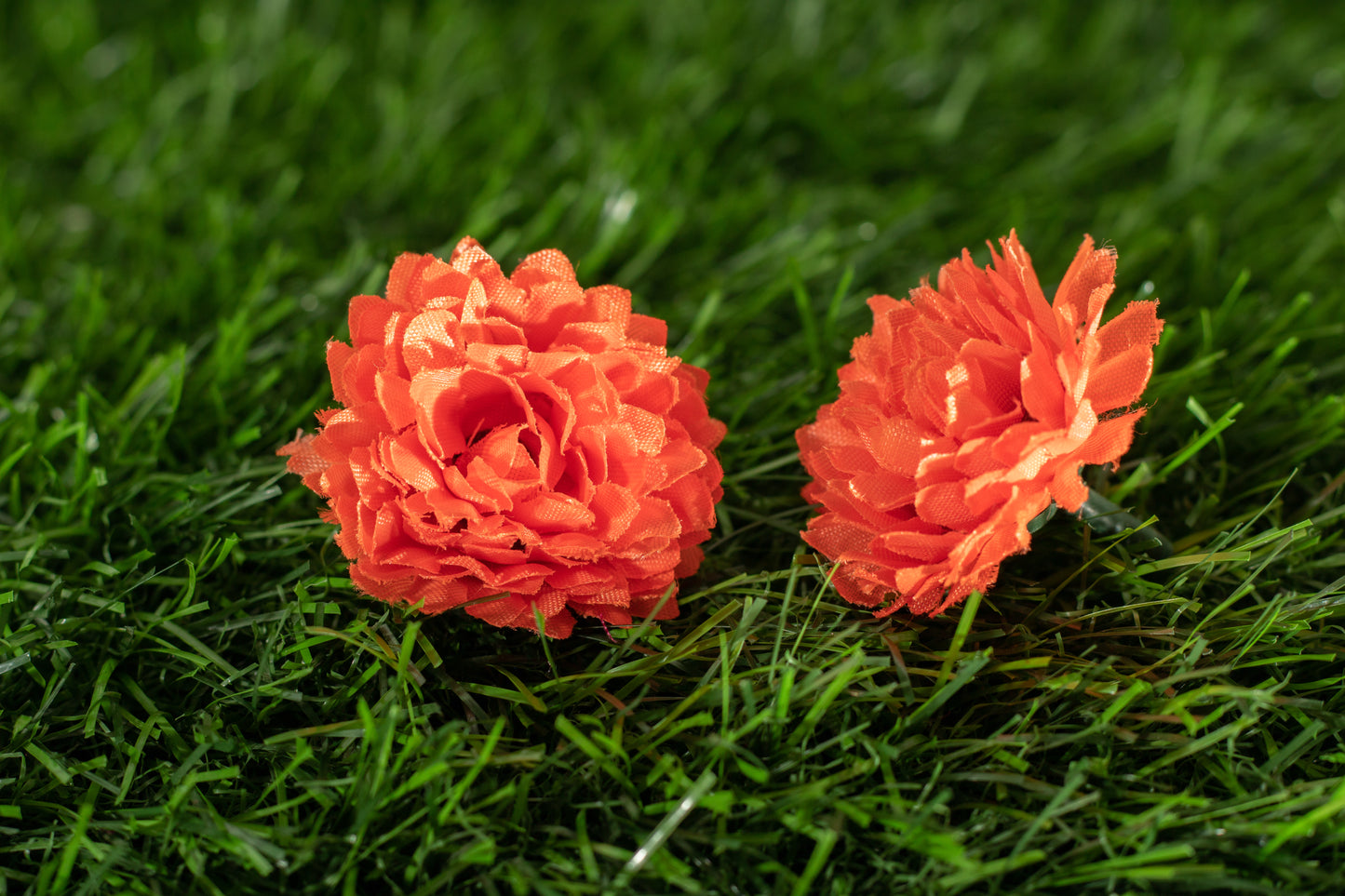 Dianthus caryophyllus