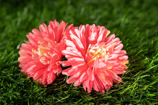 Chrysanthemum