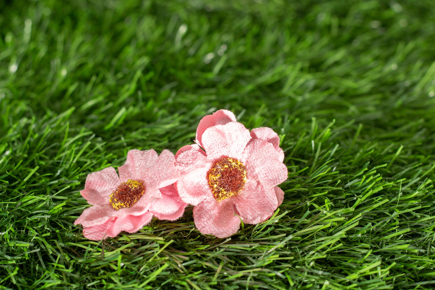 Japanese camellia