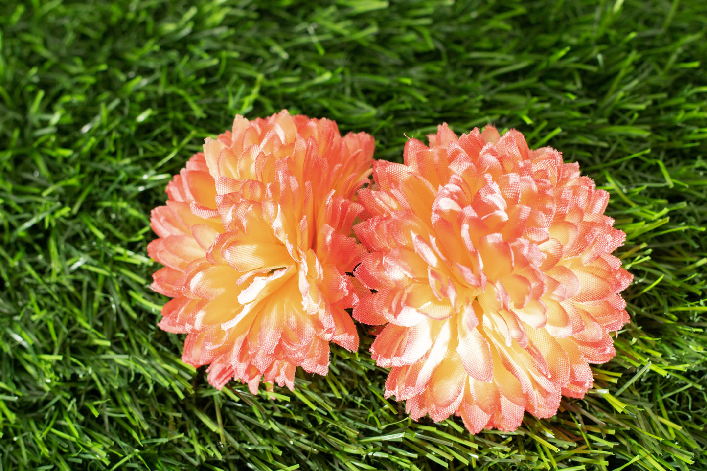 Asteraceae