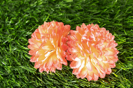 Asteraceae