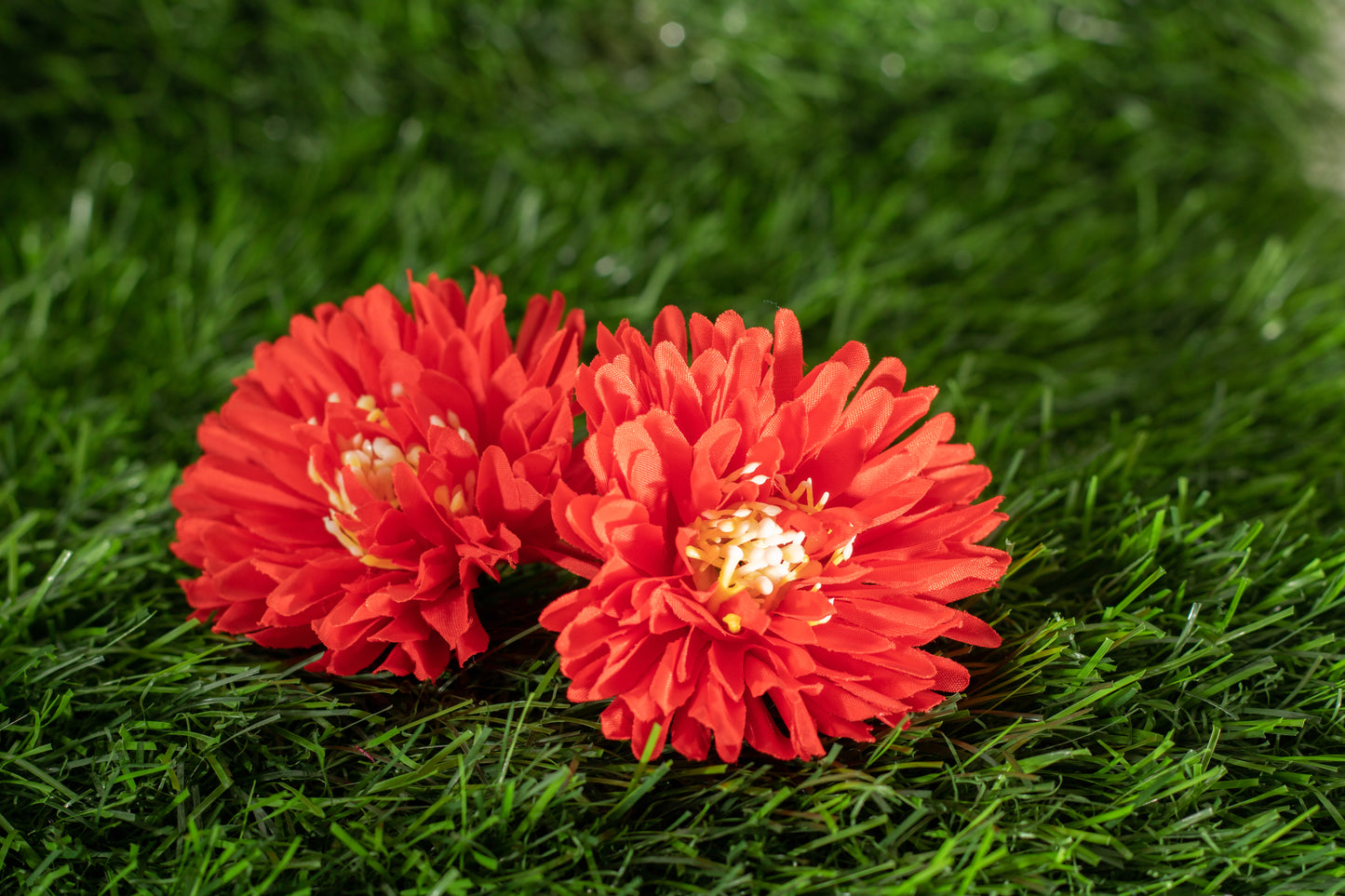 Chrysanthemum