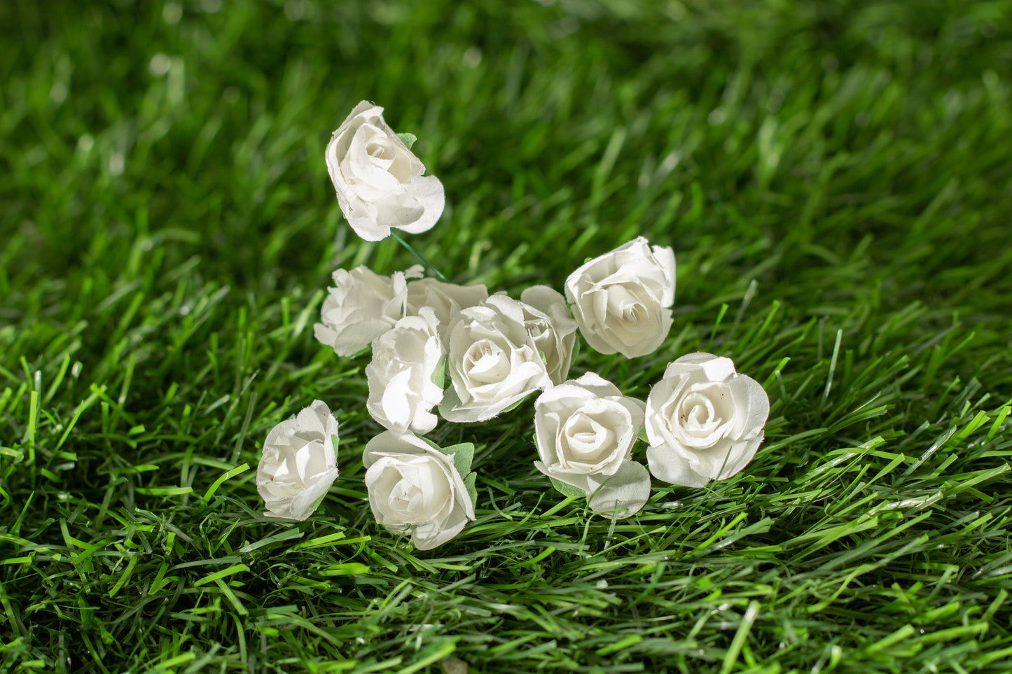 Garden Roses