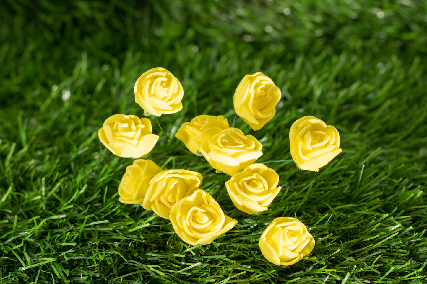Garden Roses