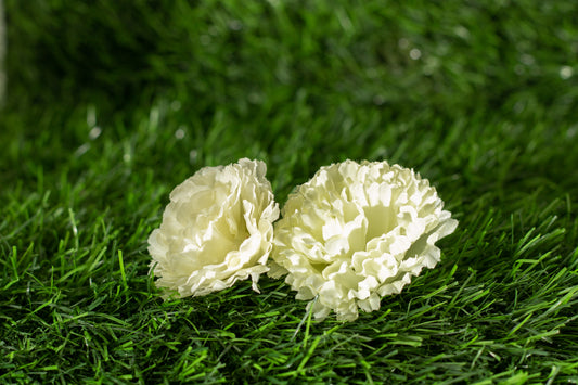 Paeonia lactiflora