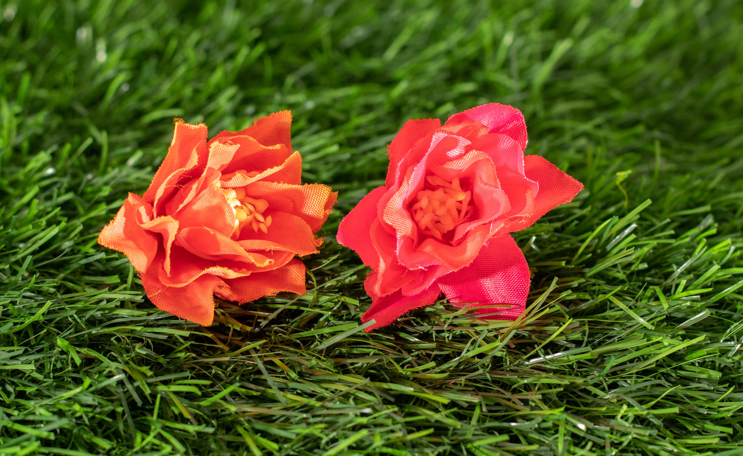 Camellia Japonica  (edit)