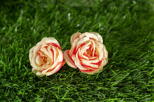 Camellias (edit)