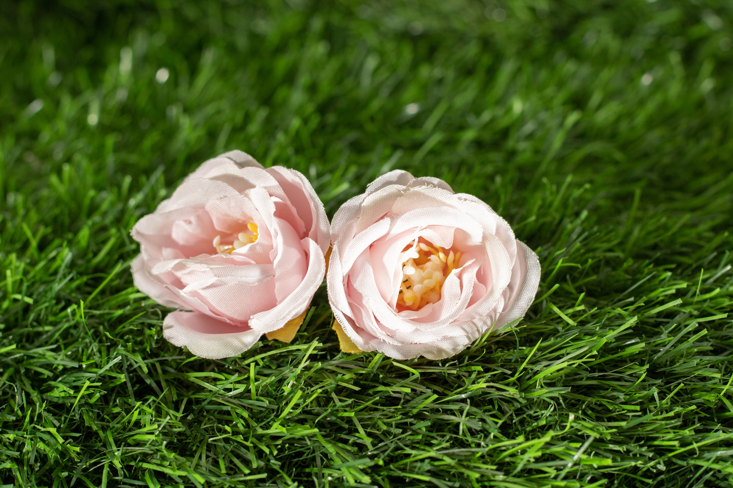 Camellias (edit)