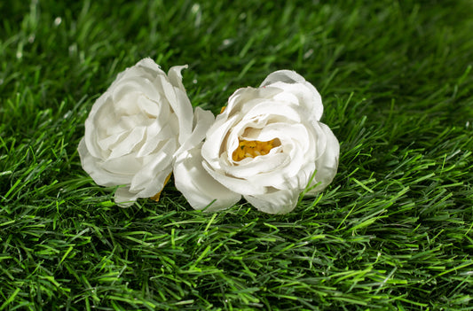 Camellias (edit)