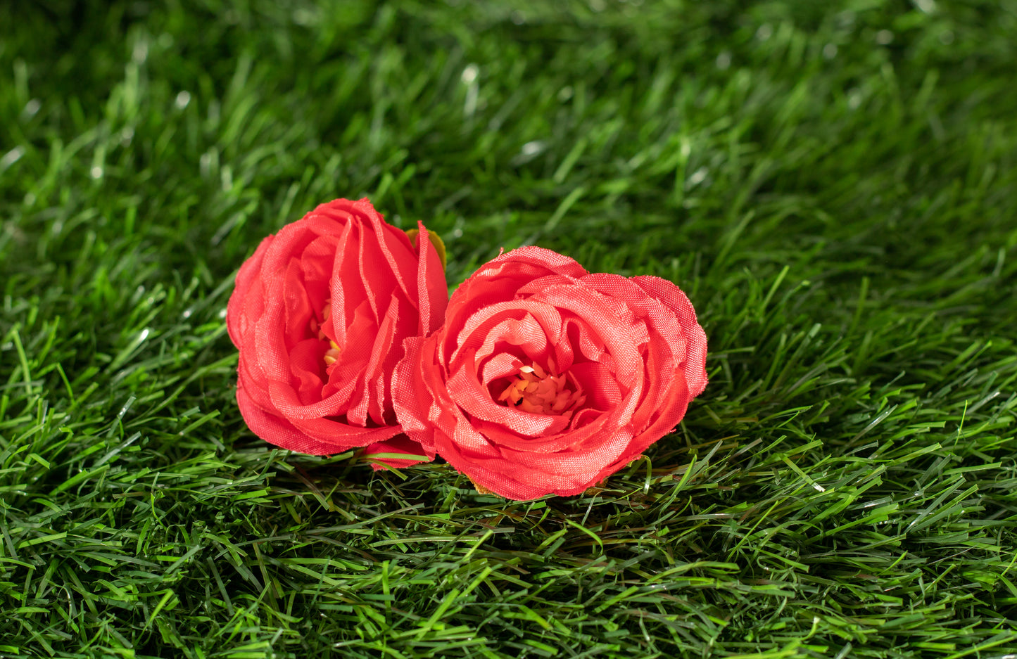 Camellias (edit)