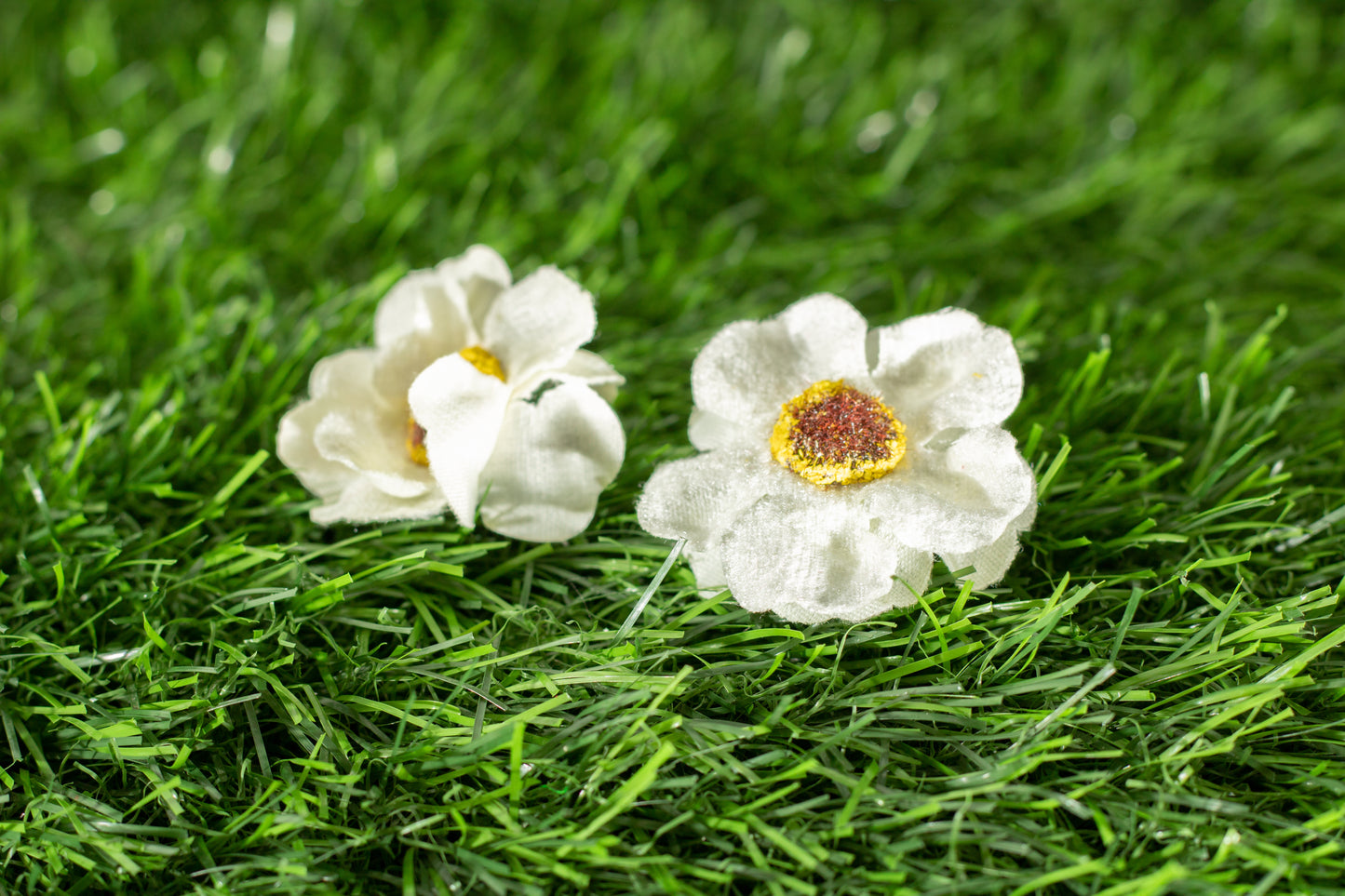 Japanese camellia