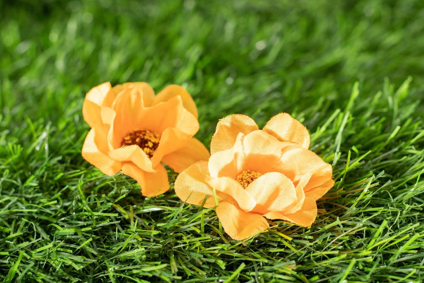 Japanese Marigold