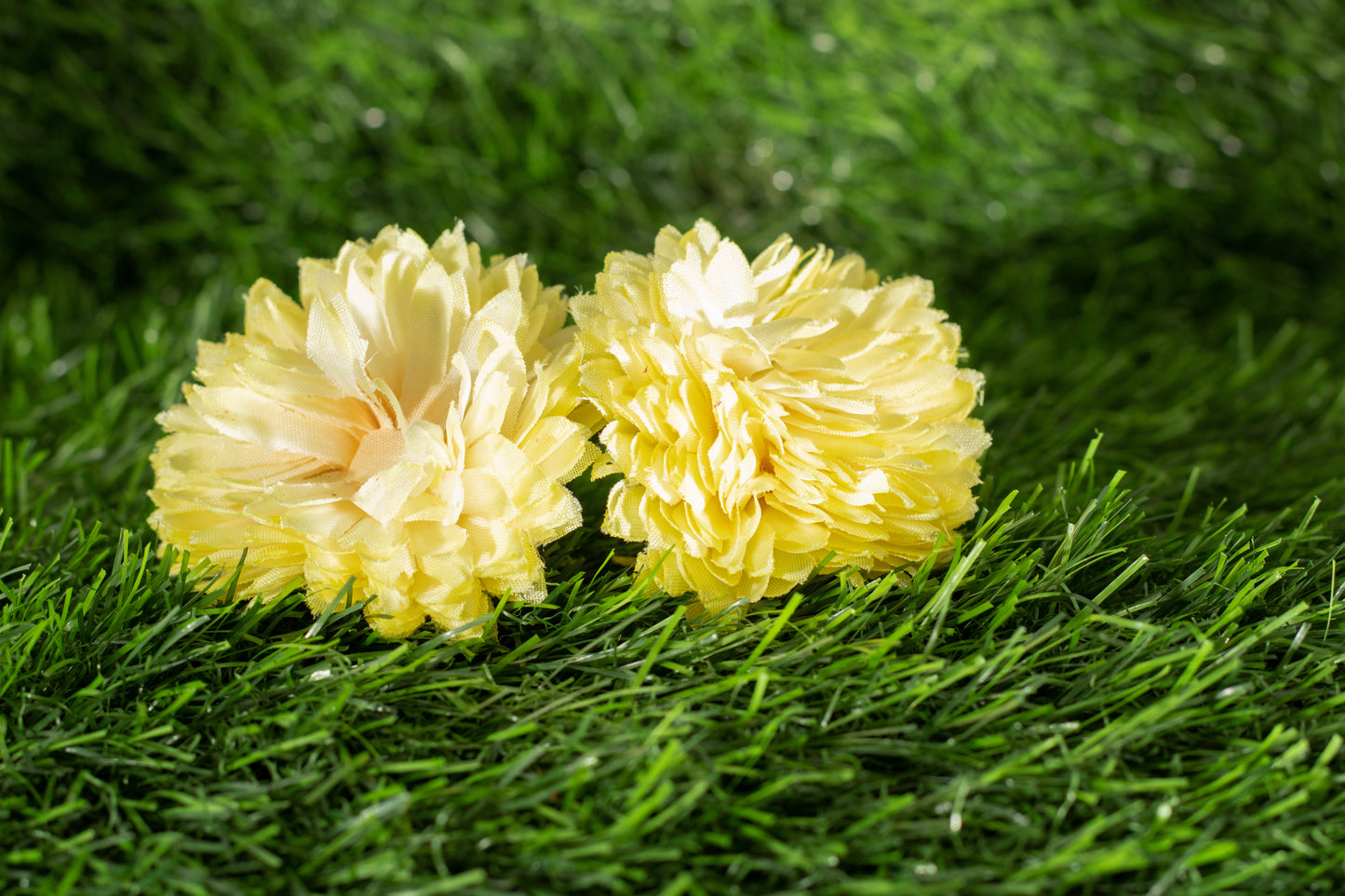 Asteraceae
