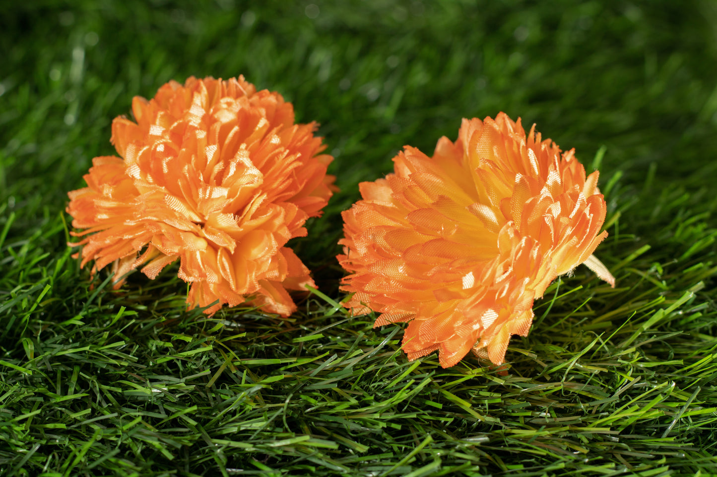 Asteraceae