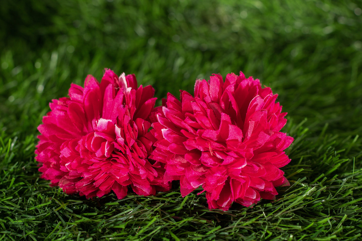 Asteraceae