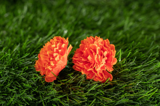 Dianthus caryophyllus