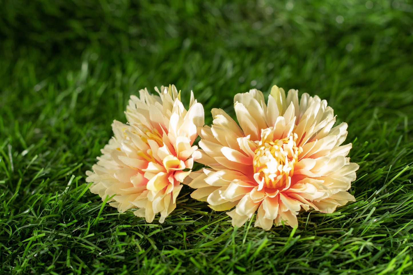 Chrysanthemum