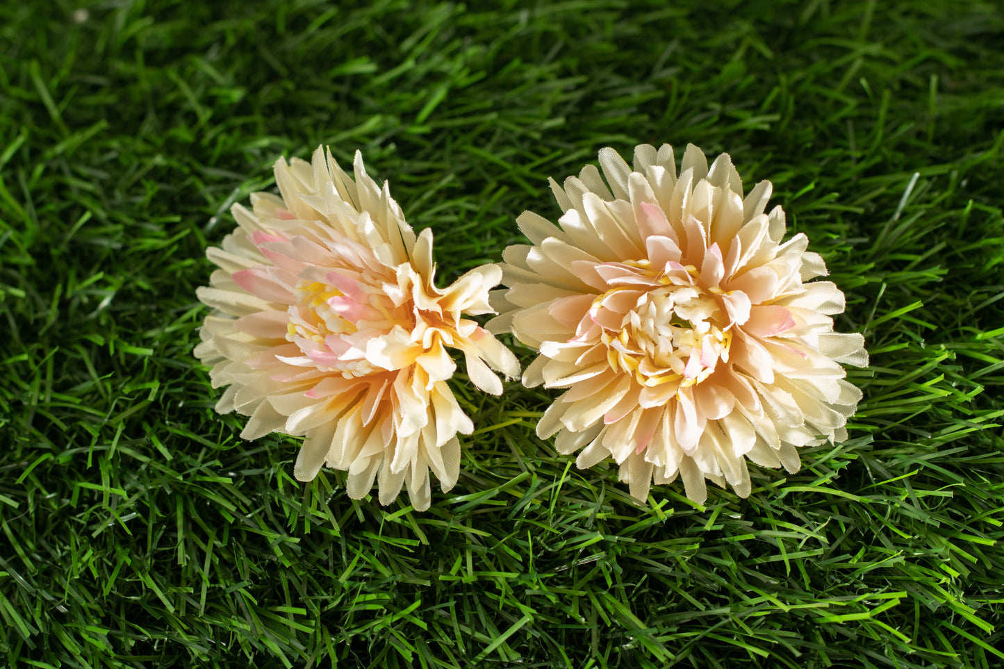 Chrysanthemum