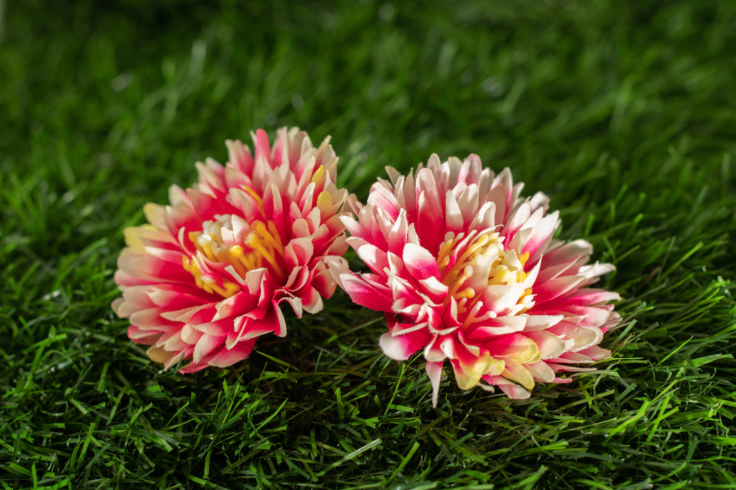 Chrysanthemum
