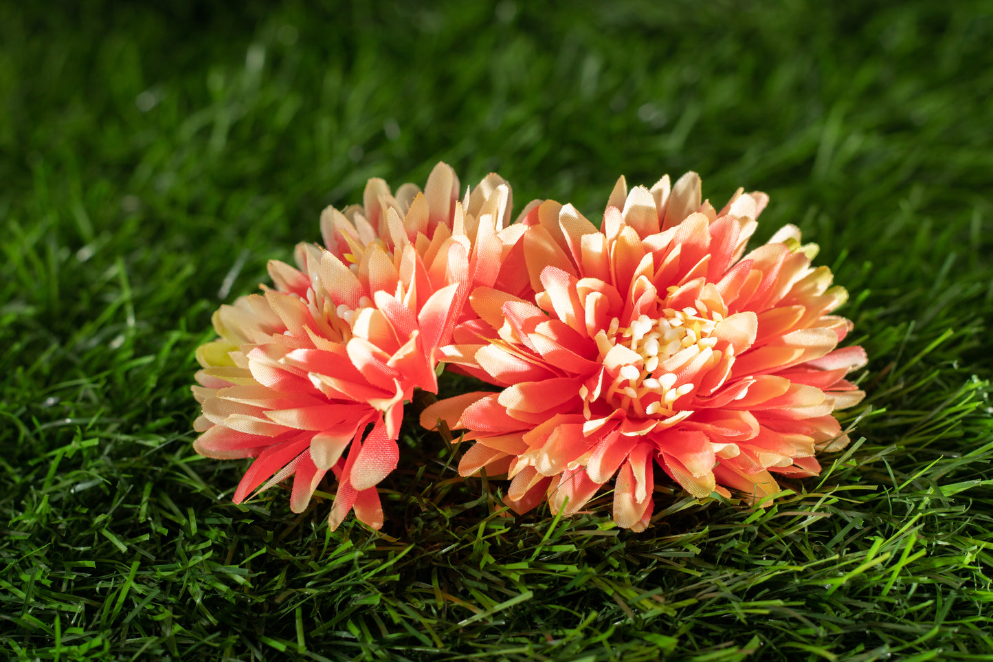 Chrysanthemum