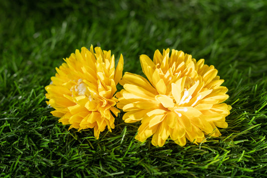 Chrysanthemum