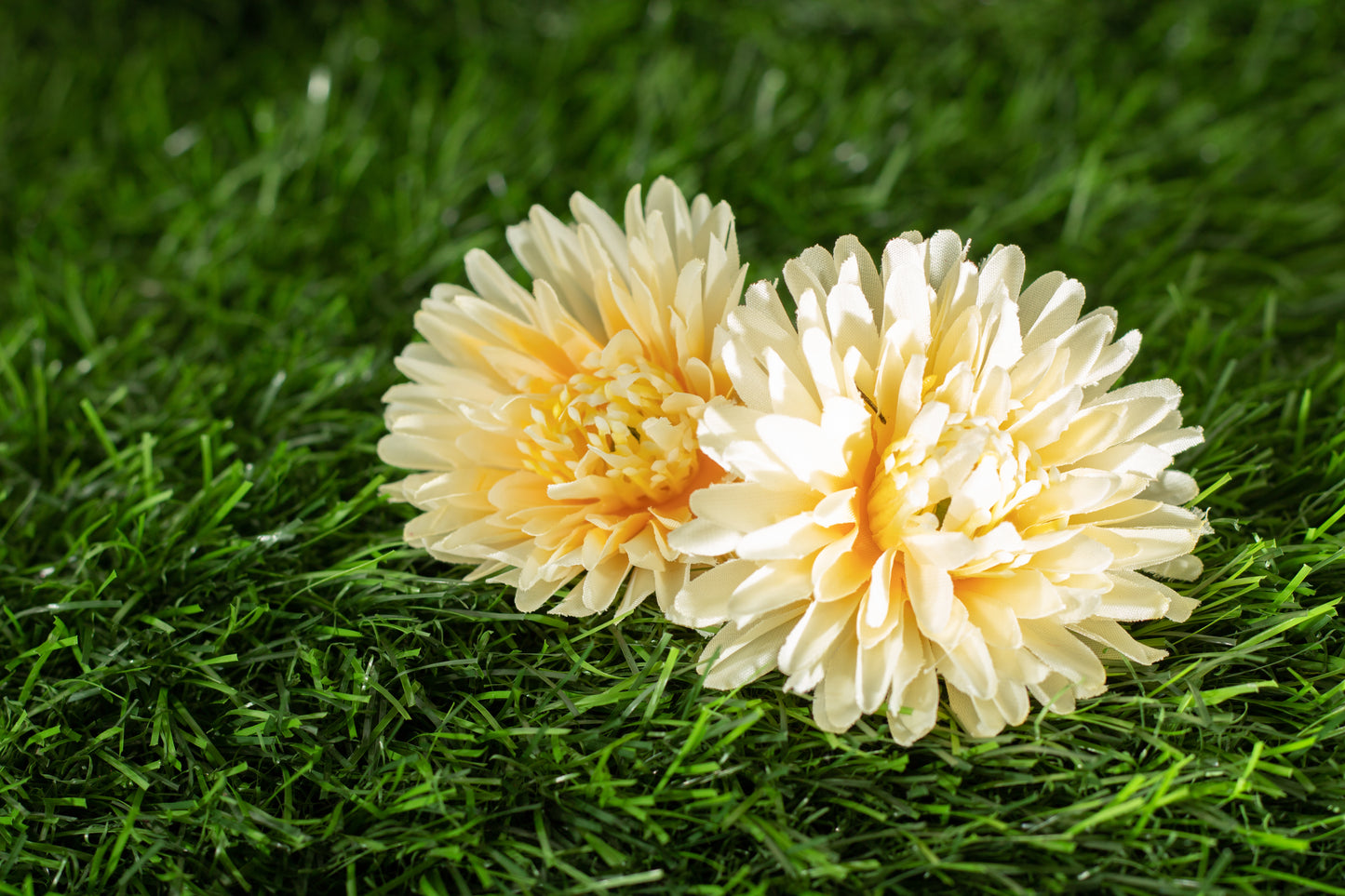 Chrysanthemum