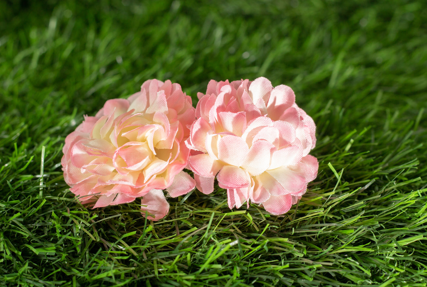 carnations