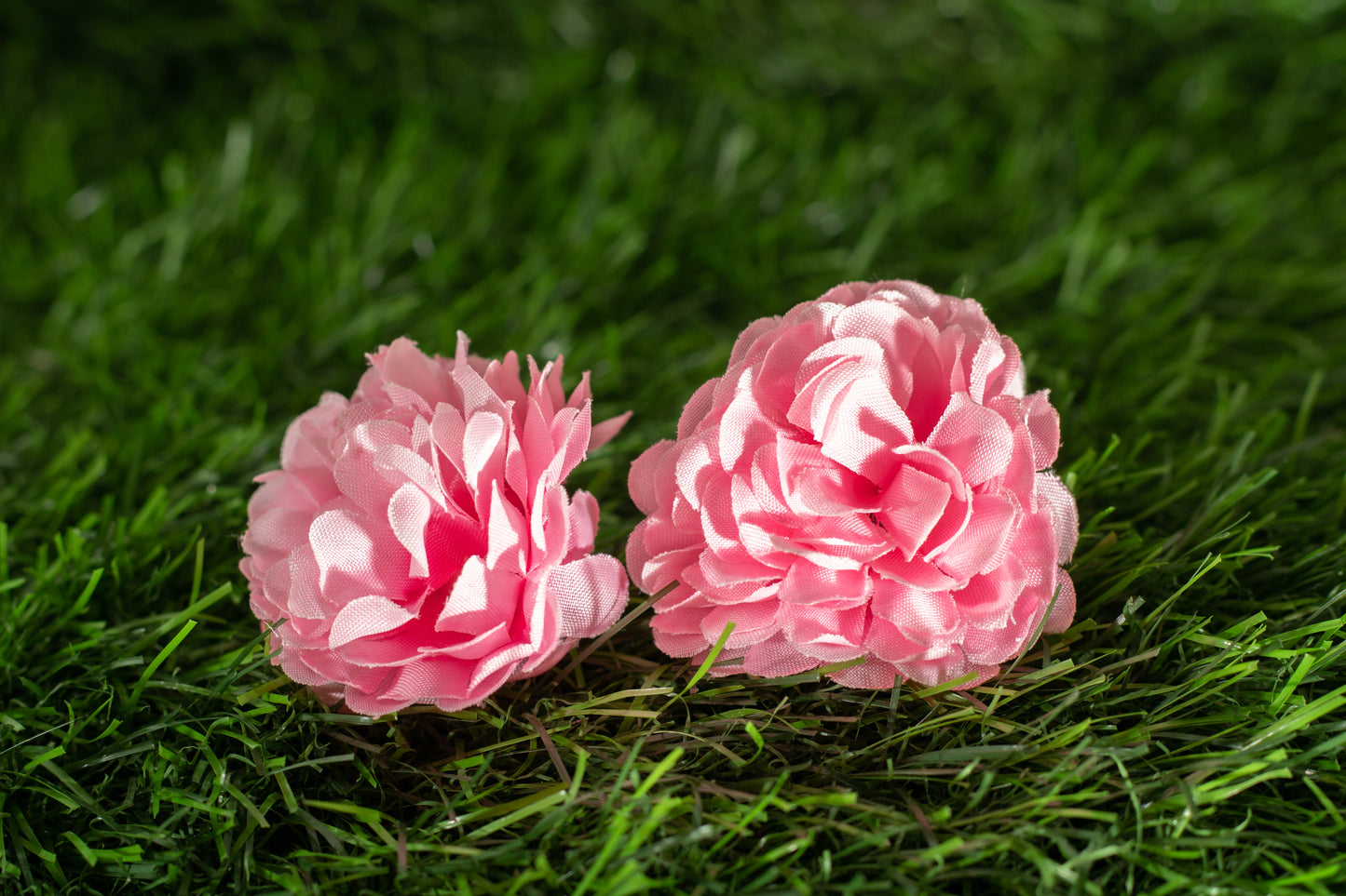 carnations