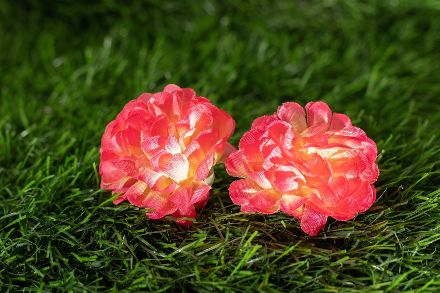 carnations