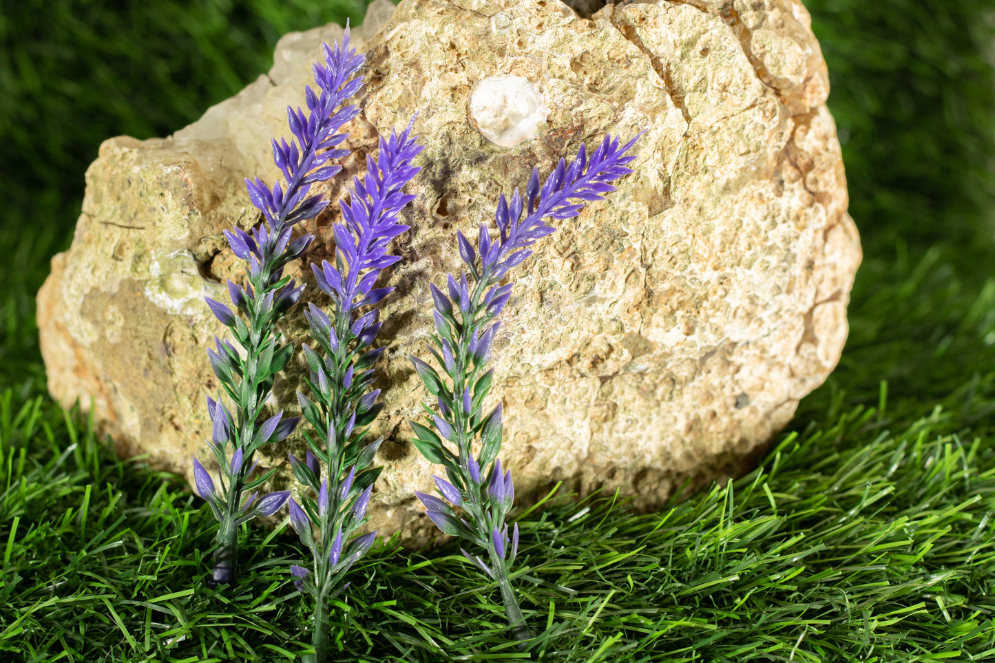 Poaceae family